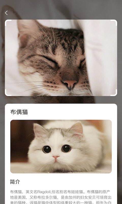 云养猫app官方下载安装